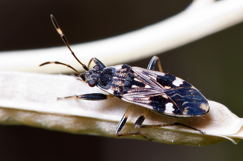 Lygaeidae: Beosus maritimus dell''Isola di Malta